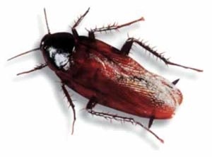 Difference Between Roaches And Palmetto Bugs